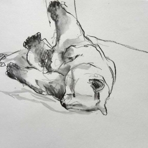 drawing: dozing bear