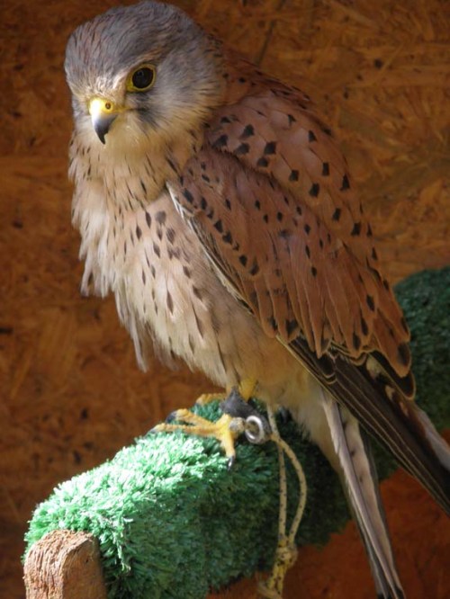 kestrel