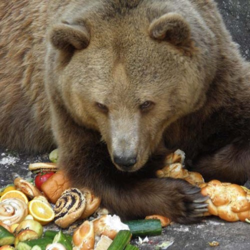 bear guarding makoviec
