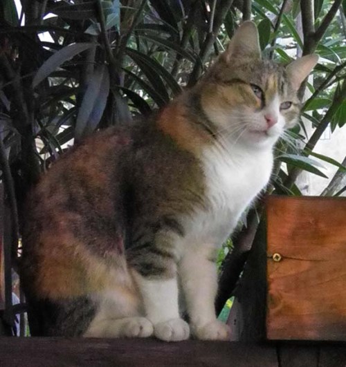 kitty visit from the restaurant cat