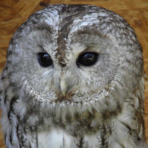 tawny owl