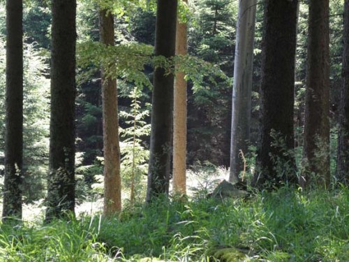 what color is a tree trunk?