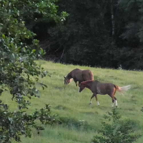 aha! Horses. Take note for future...