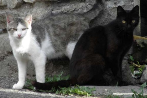 neighborhood two cats