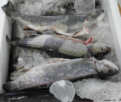 fish at market