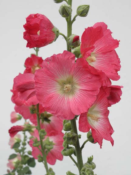 hollyhocks wow