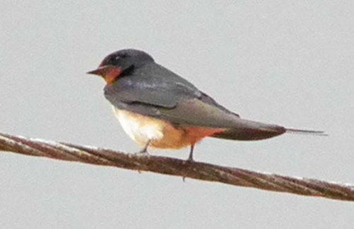 swallow