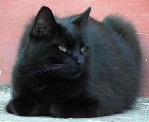 beautiful black cat