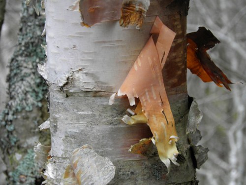 birchbark