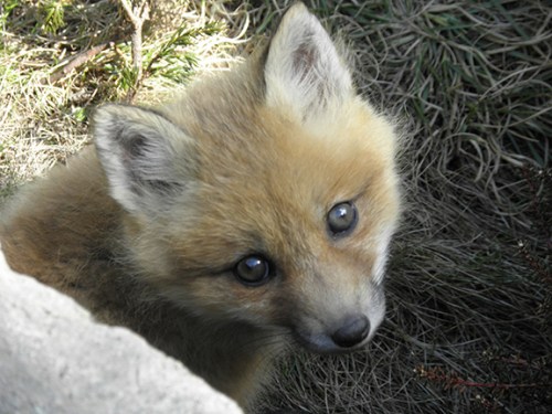 foxbaby3