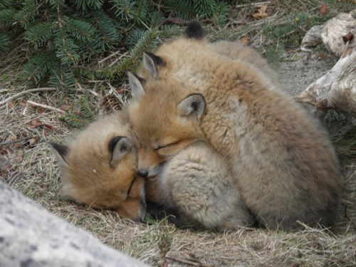 3foxbabiesasleep