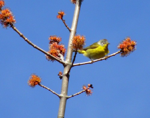 yellowbird