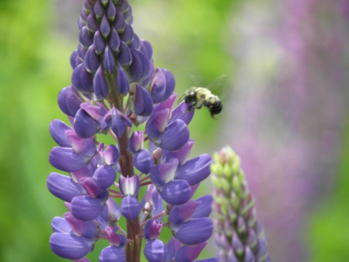 bee by lupin