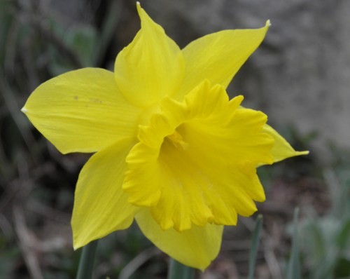 daffodil