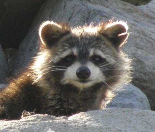 happy raccoon