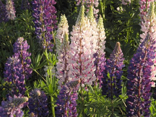 lupins