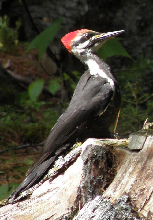 pileated woodpecker