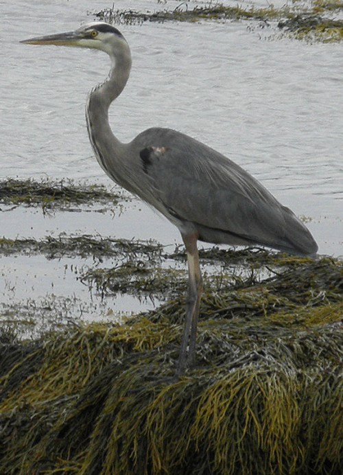 blue heron.jpg