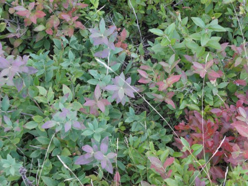 colorful even in august.jpg