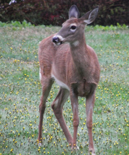 doe a deer.jpg