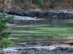 fleetinggreenblog