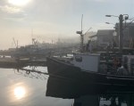swhfoggyboarsblog