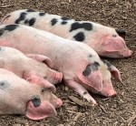 10piggies