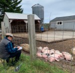11drawingpiggies