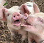 11piggiefaces